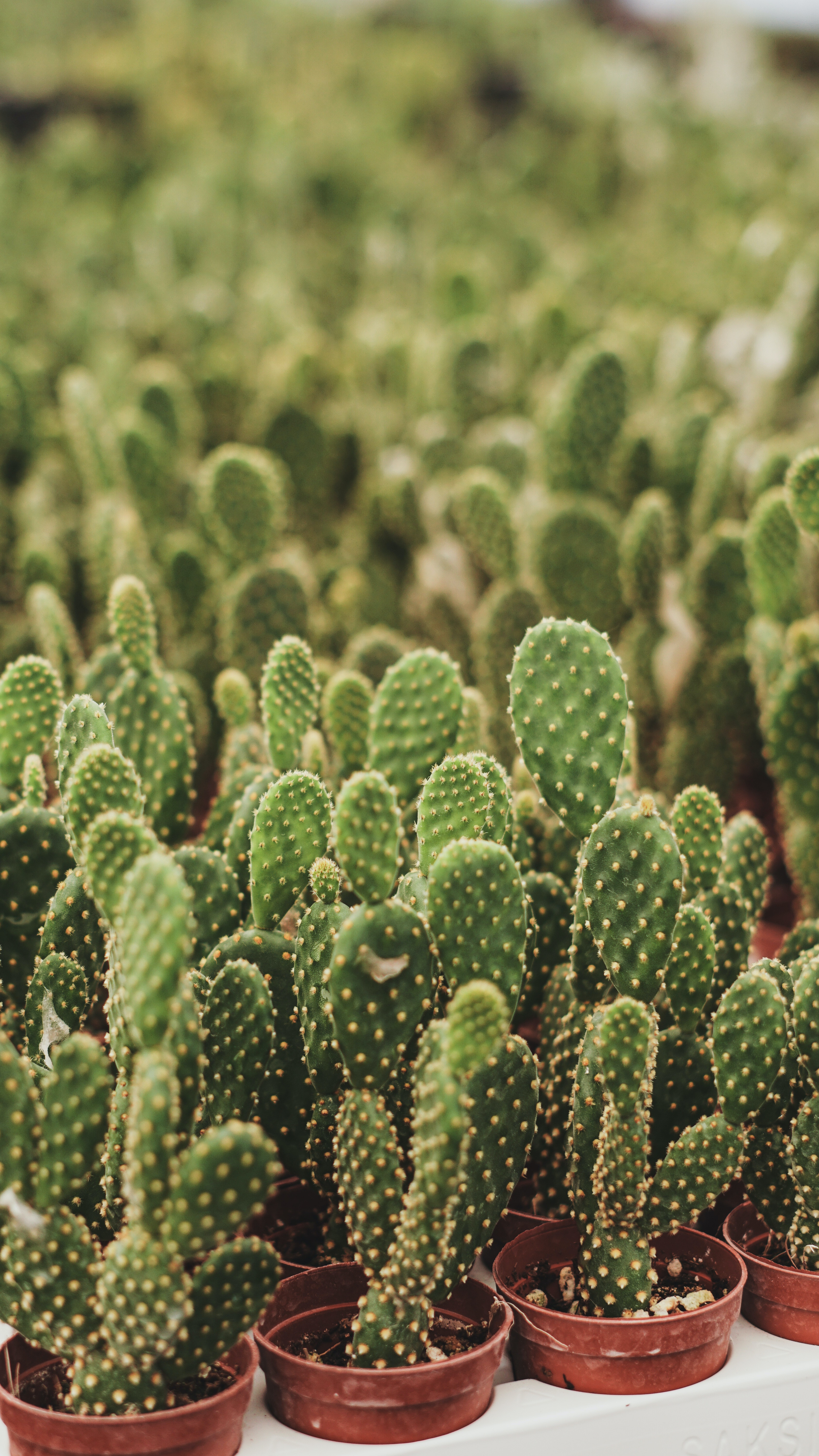 a close up of a cactus
